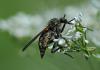 Empis sp.